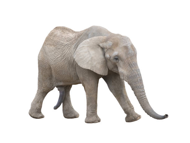 istock walking african elephant isolated on white background 1448867970