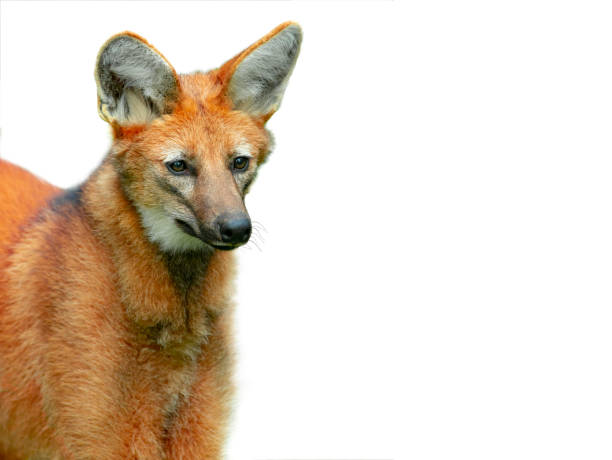 istock portrait maned wolf isolated on white background 1448868103