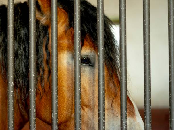 istock standing horse behind bars on a farm 1448870152