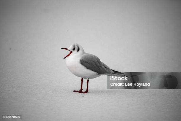 Winter Wandering Narnia Gull Stock Photo - Download Image Now - Beauty, Bird, Black-Headed Gull