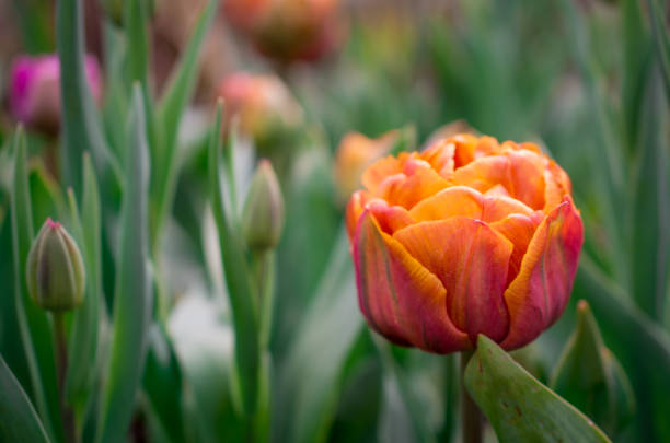 istock The blooming tulips in the spring garden 1448873528