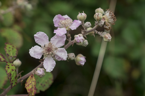 close up of blackberry flowers and buds against a green background