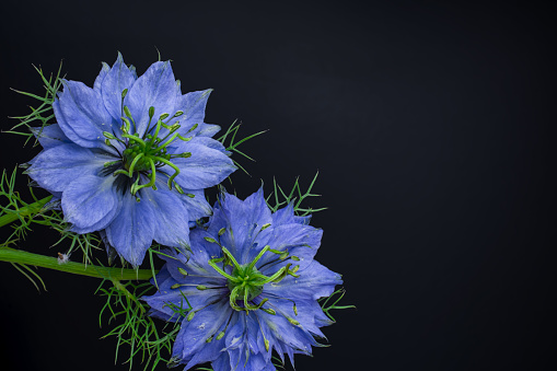 photo of beautiful  spring blue cornflowers