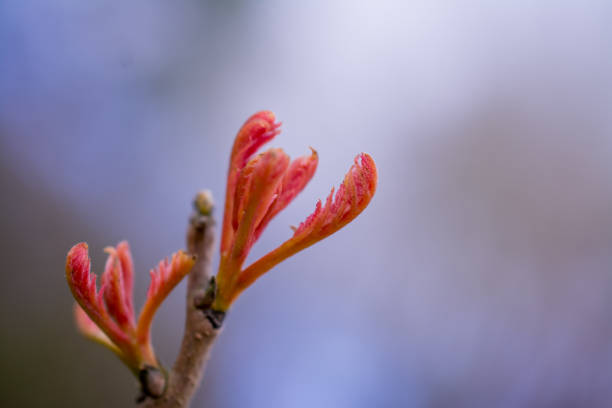 istock green yang leaves in spring garden 1448874140