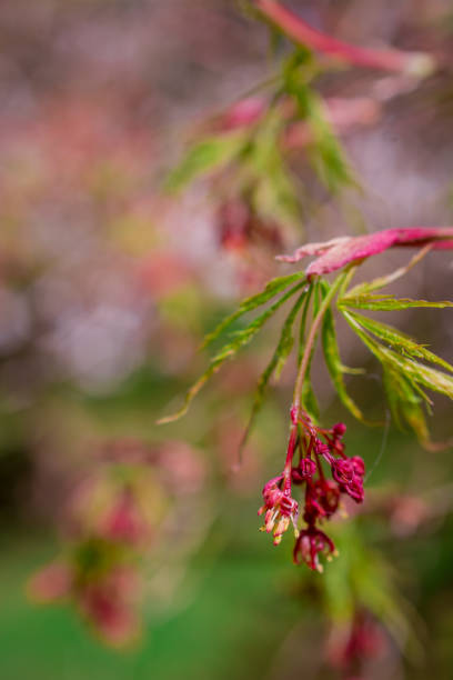 istock green yang leaves in spring garden 1448874167