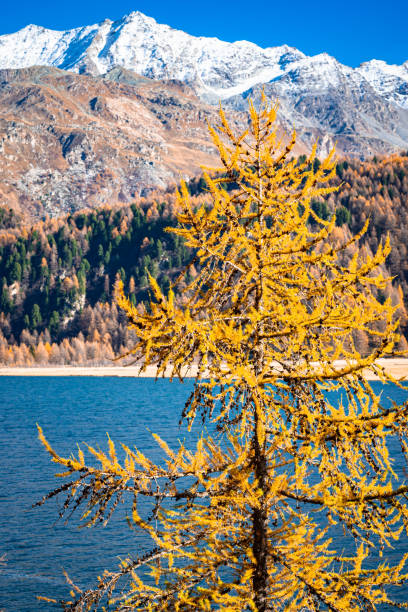 herbstlandschaft mit gelb gefärbter lärche am ufer eines sees in den schweizer alpen - engadine alps landscape autumn european alps stock-fotos und bilder