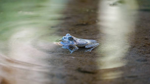 istock Aravaipa Canyon Wilderness in Arizona 1448875412