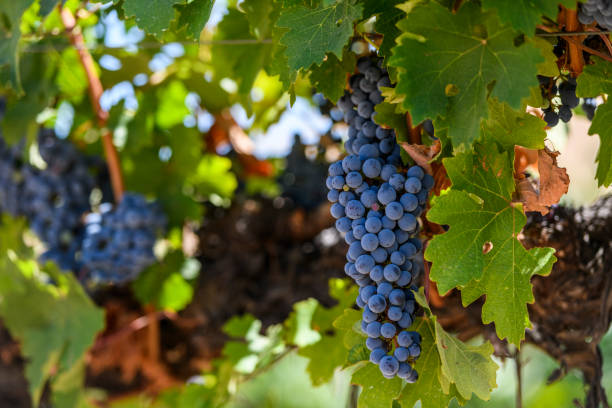 Bunches of wine grapes growing in the vineyard ready for harvest stock photo