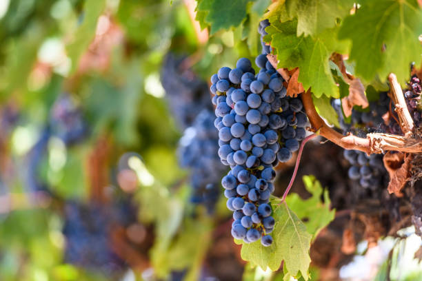 Bunches of wine grapes growing in the vineyard ready for harvest stock photo