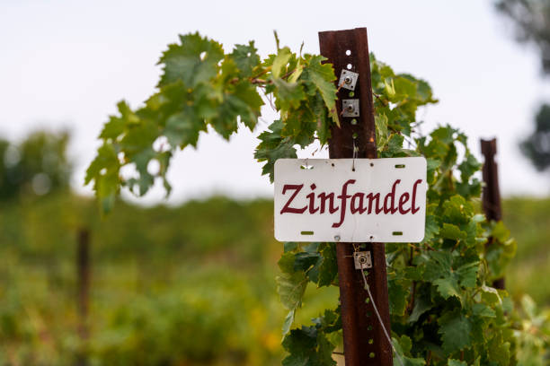 vigneto segno del vino zinfandel - uva zinfandel foto e immagini stock