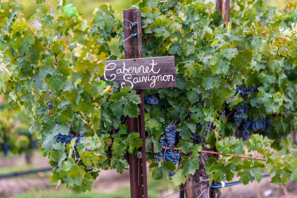 Cabernet Sauvignon wine sign vineyard stock photo