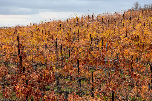 Rows of colorful autumn vineyards in Temecula Valley wine country, California.