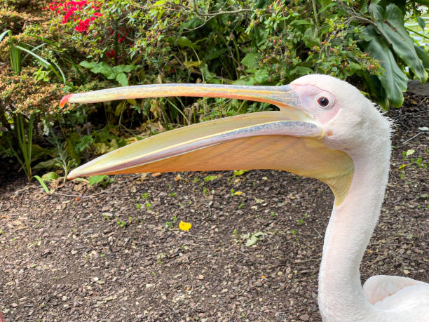 istock Pelican's of St James's Park, London 1448878762