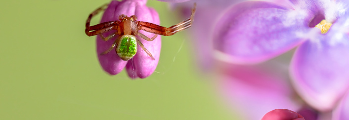 A DSLR close-up photo of a Lilac blossom with a spider. Shallow depth of field.