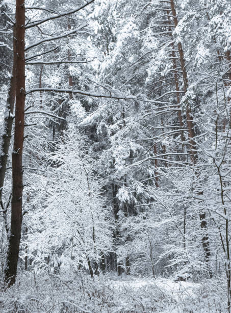 istock Beautiful snowy forest. Trees covered with snow. Cold winter day. 1448882122