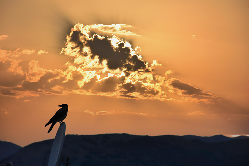 silhouette of a crow waiting in satellite dish at dawn and a cloud cluster with silhouette of volcanic mountain in the background in a dash of light. Silhouette crow with sunset or dawn for Halloween, horror background