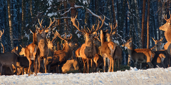 A group of deer in a winter forest in the rays of sunset. Portrait of deer in the wild. Close-up