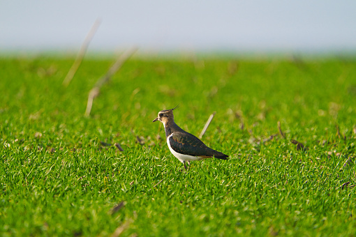 A northern lapwing, Vanellus vanellus on the look out in its territory in grassland habitat