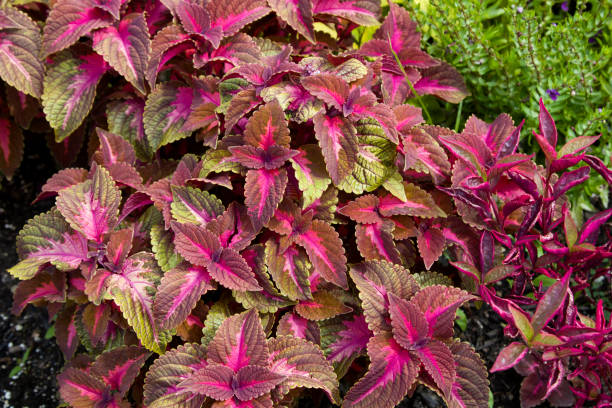 istock Green and purple coleus plant background 1448887575