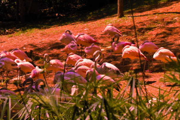 schwarm von watvögeln, bekannt als der große flamingo ( phoenicopterus roseus ), auf einem nackten boden stehend. - sand dune stock-fotos und bilder