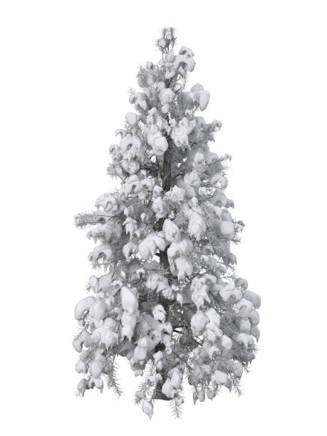 istock Fir tree covered in snow in winter. Isolated 3D rendering. 1448891335