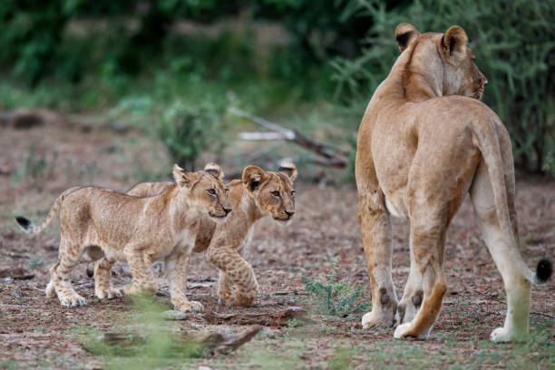 istock Lion with cubs in Mashatu Game Reserve 1448891373