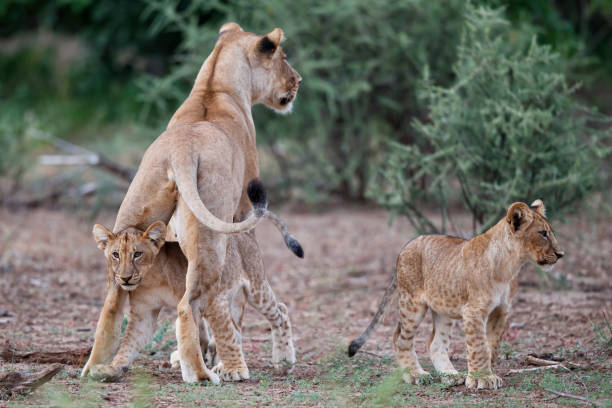 istock Lion with cubs in Mashatu Game Reserve 1448891378