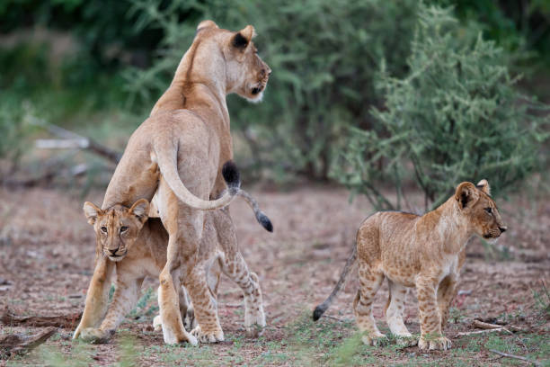 лев с детенышами в заповеднике машату - mashatu game reserve стоковые фото и изображения