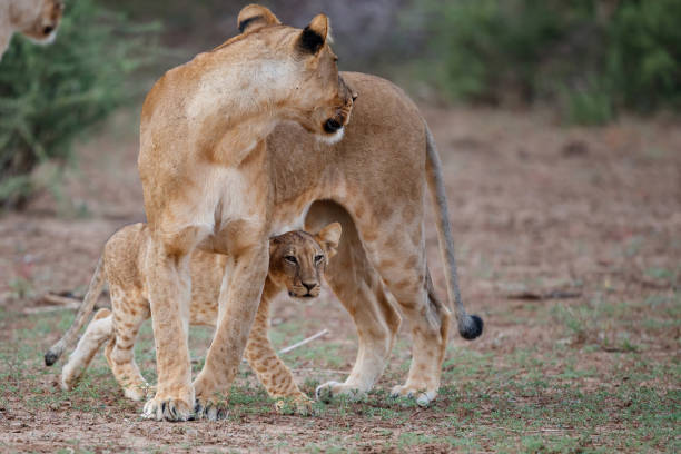 лев с детенышами в заповеднике машату - mashatu game reserve стоковые фото и изображения