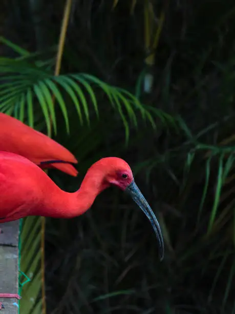 Photo of wading bird with red plumage, known as the Scarlet Ibis (Eudocimus ruber), photographed in profile perched on a wooden overhang, with blurred foliage in the background.