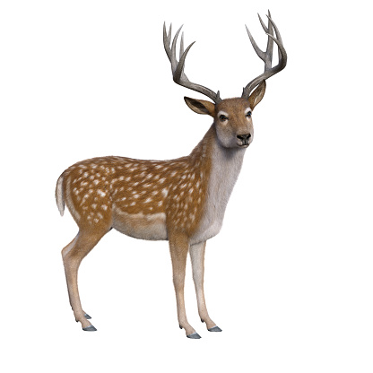 Adult male Fallow Deer standing looking at camera. Isolated 3D rendering.