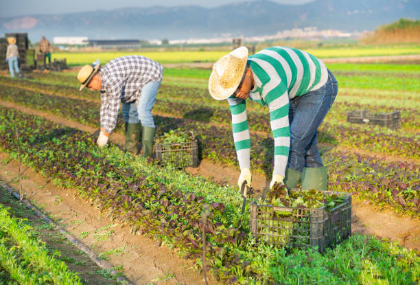 istock Focused male farmer picking red leaf mustard 1448891637