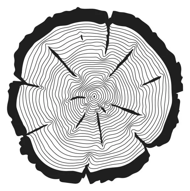 Vector illustration of Wooden rings texture. Log saw cut black lines