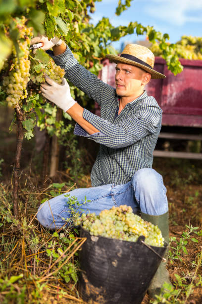 istock Farmer harvesting ripe white grapes in vineyard 1448891874