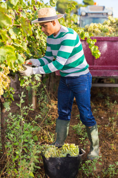 istock Hispanic farmer harvesting ripe grapes at vineyard 1448891889