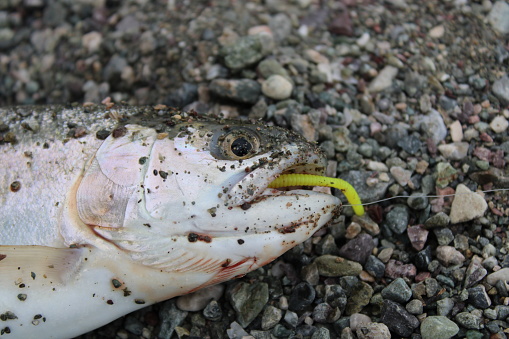 a trout on a hook. angling. fishing in the lake.