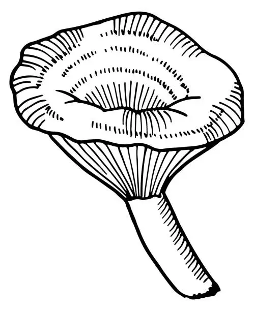 Vector illustration of Hand drawn mushroom. Fungus sketch. Agaric engraving