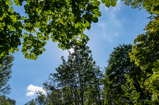 Green trees and blue sky in summer. The sun shines between leaves, giving a small sunburst.