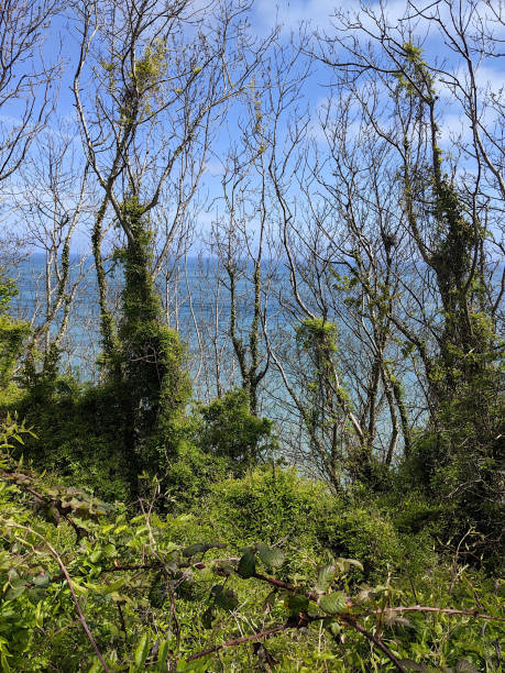istock Secret Nature in front of a blue ocean background 1448903125