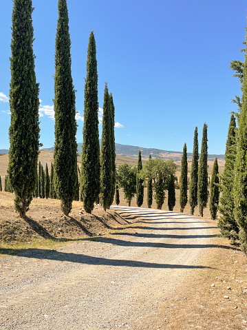 A vertical shot of a road in desert between Cypress trees under blue sky