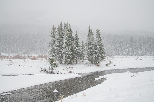 Winter scene in Yellowstone National Park's Lamar Valley where streams merge, in USA, North America.
