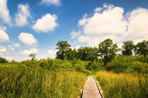 Under a mostly sunny sky on a summer day in Wisconsin, a boardwalk cuts through a marsh and enters a lush green forest on the Ice Age Trail.