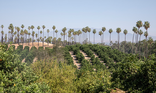 Palm trees,  and citrus groves. Riverside,  California