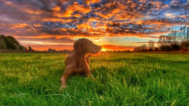 istock Dog in the morning 1448909675