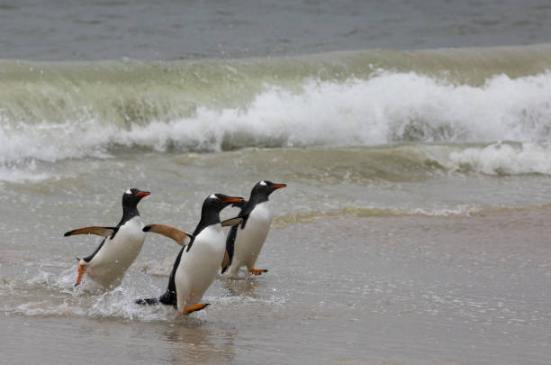 istock Three Gentoo Penguins, Pygoscelis papua papua 1448912069