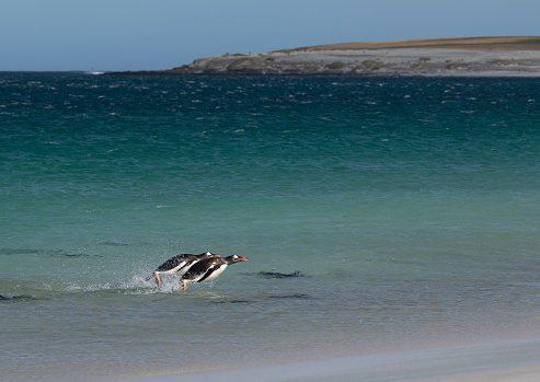 Two Gentoo Penguins, Pygoscelis papua, porpoising into shore on Bleaker Island, Falklands.