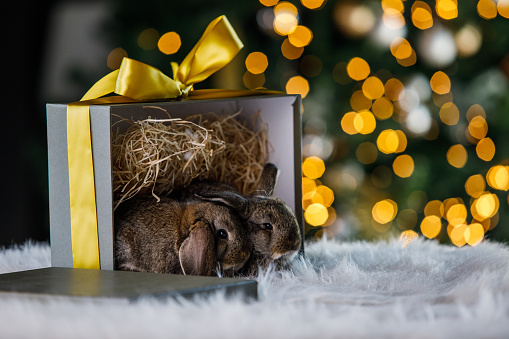 Two adorable bunny rabbits in a gift box, Christmas setting.