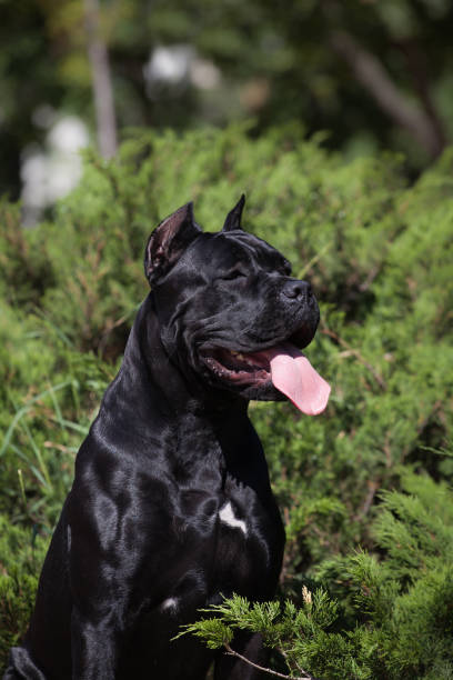 istock Italian Cane Corso puppy in the grass 1448912325