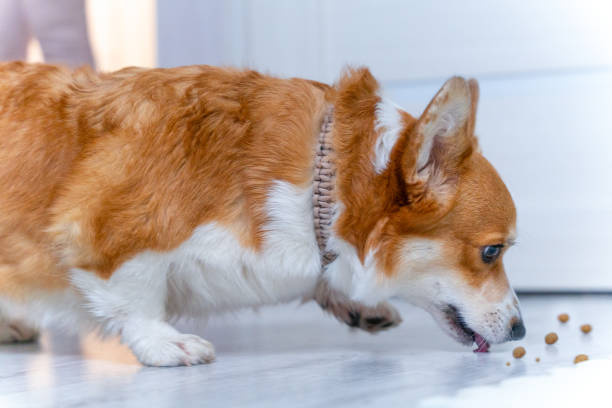 Charming cunning corgi dog secretly licks dry food scattered from floor stock photo