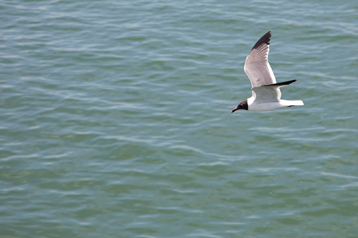 Seagull in flight against ocean background. Summer